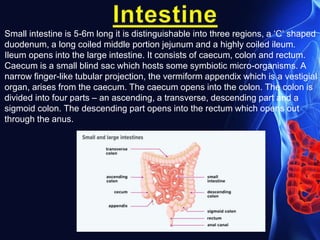 Small intestine is 5-6m long it is distinguishable into three regions, a ‘C’ shaped
duodenum, a long coiled middle portion jejunum and a highly coiled ileum.
Ileum opens into the large intestine. It consists of caecum, colon and rectum.
Caecum is a small blind sac which hosts some symbiotic micro-organisms. A
narrow finger-like tubular projection, the vermiform appendix which is a vestigial
organ, arises from the caecum. The caecum opens into the colon. The colon is
divided into four parts – an ascending, a transverse, descending part and a
sigmoid colon. The descending part opens into the rectum which opens out
through the anus.
 