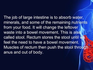 The job of large intestine is to absorb water,
minerals, and some of the remaining nutrients
from your food. It will change the leftover
waste into a bowel movement. This is also
called stool. Rectum stores the stool until we
feel the need to have a bowel movement.
Muscles of rectum then push the stool through
anus and out of body.
 