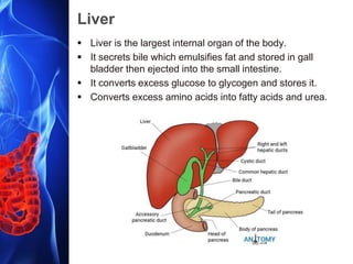 Liver
 Liver is the largest internal organ of the body.
 It secrets bile which emulsifies fat and stored in gall
bladder then ejected into the small intestine.
 It converts excess glucose to glycogen and stores it.
 Converts excess amino acids into fatty acids and urea.
 