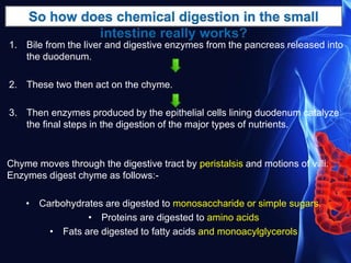 1. Bile from the liver and digestive enzymes from the pancreas released into
the duodenum.
2. These two then act on the chyme.
3. Then enzymes produced by the epithelial cells lining duodenum catalyze
the final steps in the digestion of the major types of nutrients.
Chyme moves through the digestive tract by peristalsis and motions of villi.
Enzymes digest chyme as follows:-
• Carbohydrates are digested to monosaccharide or simple sugars.
• Proteins are digested to amino acids
• Fats are digested to fatty acids and monoacylglycerols
 