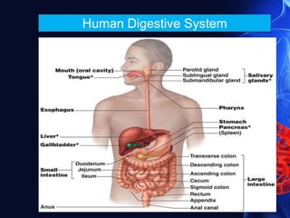 Human Digestive System
 