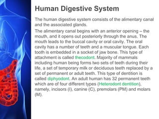 Human Digestive System
The human digestive system consists of the alimentary canal
and the associated glands.
The alimentary canal begins with an anterior opening – the
mouth, and it opens out posteriorly through the anus. The
mouth leads to the buccal cavity or oral cavity. The oral
cavity has a number of teeth and a muscular tongue. Each
tooth is embedded in a socket of jaw bone. This type of
attachment is called thecodont. Majority of mammals
including human being forms two sets of teeth during their
life, a set of temporary milk or deciduous teeth replaced by a
set of permanent or adult teeth. This type of dentition is
called diphyodont. An adult human has 32 permanent teeth
which are of four different types (Heterodont dentition),
namely, incisors (I), canine (C), premolars (PM) and molars
(M).
 
