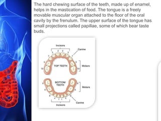The hard chewing surface of the teeth, made up of enamel,
helps in the mastication of food. The tongue is a freely
movable muscular organ attached to the floor of the oral
cavity by the frenulum. The upper surface of the tongue has
small projections called papillae, some of which bear taste
buds.
 