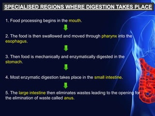 1. Food processing begins in the mouth.
2. The food is then swallowed and moved through pharynx into the
esophagus.
3. Then food is mechanically and enzymatically digested in the
stomach.
4. Most enzymatic digestion takes place in the small intestine.
5. The large intestine then eliminates wastes leading to the opening for
the elimination of waste called anus.
 