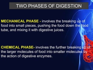 TWO PHASES OF DIGESTION
MECHANICAL PHASE - involves the breaking up of
food into small pieces, pushing the food down the food
tube, and mixing it with digestive juices.
CHEMICAL PHASE- involves the further breaking up of
the larger molecules of food into smaller molecules by
the action of digestive enzymes.
 