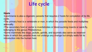 Life cycle
Hosts
•Leishmania is also a digenetic parasite that requires 2 hosts for completion of its life
cycle.
•The primary host is a vertebrate or man, in which the parasite feeds and multiplies
asexually.
•The secondary host or vector is invertebrates or blood-sucking insects or sand-fly,
belonging to the genus Phlebotomus.
•Some mammals like dogs, jackals, gerbils, and squirrels also serve as reservoir
hosts in which the parasite does not undergo any change but simply waits for its
introduction into the human host.
 