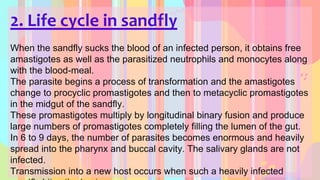 2. Life cycle in sandfly
When the sandfly sucks the blood of an infected person, it obtains free
amastigotes as well as the parasitized neutrophils and monocytes along
with the blood-meal.
The parasite begins a process of transformation and the amastigotes
change to procyclic promastigotes and then to metacyclic promastigotes
in the midgut of the sandfly.
These promastigotes multiply by longitudinal binary fusion and produce
large numbers of promastigotes completely filling the lumen of the gut.
In 6 to 9 days, the number of parasites becomes enormous and heavily
spread into the pharynx and buccal cavity. The salivary glands are not
infected.
Transmission into a new host occurs when such a heavily infected
 