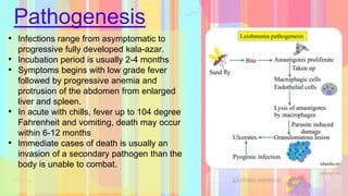 Pathogenesis
• Infections range from asymptomatic to
progressive fully developed kala-azar.
• Incubation period is usually 2-4 months
• Symptoms begins with low grade fever
followed by progressive anemia and
protrusion of the abdomen from enlarged
liver and spleen.
• In acute with chills, fever up to 104 degree
Fahrenheit and vomiting, death may occur
within 6-12 months
• Immediate cases of death is usually an
invasion of a secondary pathogen than the
body is unable to combat.
 