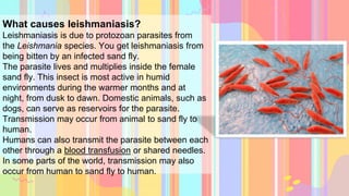 What causes leishmaniasis?
Leishmaniasis is due to protozoan parasites from
the Leishmania species. You get leishmaniasis from
being bitten by an infected sand fly.
The parasite lives and multiplies inside the female
sand fly. This insect is most active in humid
environments during the warmer months and at
night, from dusk to dawn. Domestic animals, such as
dogs, can serve as reservoirs for the parasite.
Transmission may occur from animal to sand fly to
human.
Humans can also transmit the parasite between each
other through a blood transfusion or shared needles.
In some parts of the world, transmission may also
occur from human to sand fly to human.
 