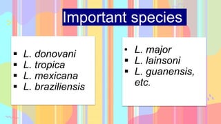 Important species
 L. donovani
 L. tropica
 L. mexicana
 L. braziliensis
• L. major
 L. lainsoni
 L. guanensis,
etc.
 