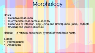 Morphology
Hosts
• Definitive host- man
• Intermediate host- female sand fly
• Reservoir of infection- dog(China and Brazil), man (India), rodents
9Africa) and jackals (Russia).
Habitat – In reticulo-endothelial system of vertebrate hosts.
Stages
• Promastigote
• Amastigote
 