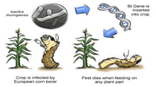 Bt. crops ppt | PPTX