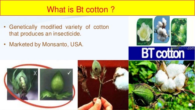bt crops ppt crops ppt