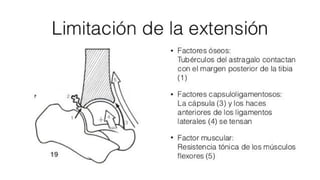 Biomecanica del Tobillo