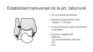 Biomecanica del Tobillo