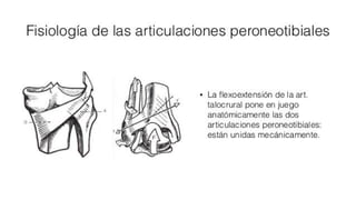 Biomecanica del Tobillo