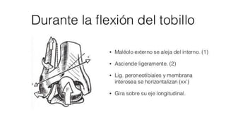 Biomecanica del Tobillo