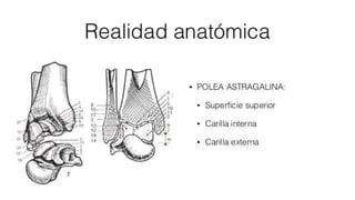 Biomecanica del Tobillo
