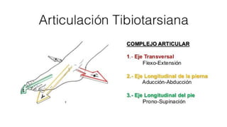 Biomecanica del Tobillo