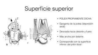 Biomecanica del Tobillo