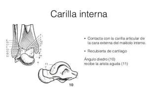 Biomecanica del Tobillo