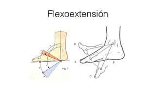 Biomecanica del Tobillo