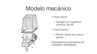 Biomecanica del Tobillo