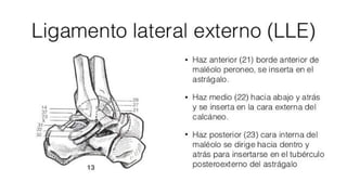 Biomecanica del Tobillo