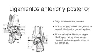 Biomecanica del Tobillo