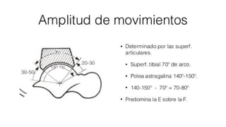 Biomecanica del Tobillo