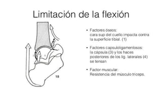Biomecanica del Tobillo