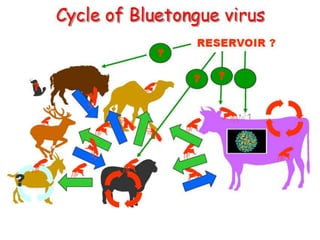 Emerging diseases of sheep and goat with reference to Blue Tongue | PPTX