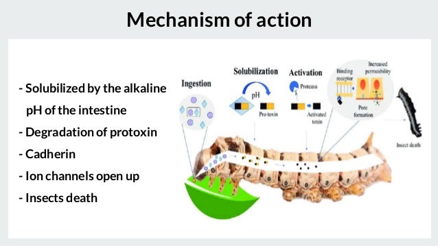 Prototoxin Fire Biopesticides.pptx