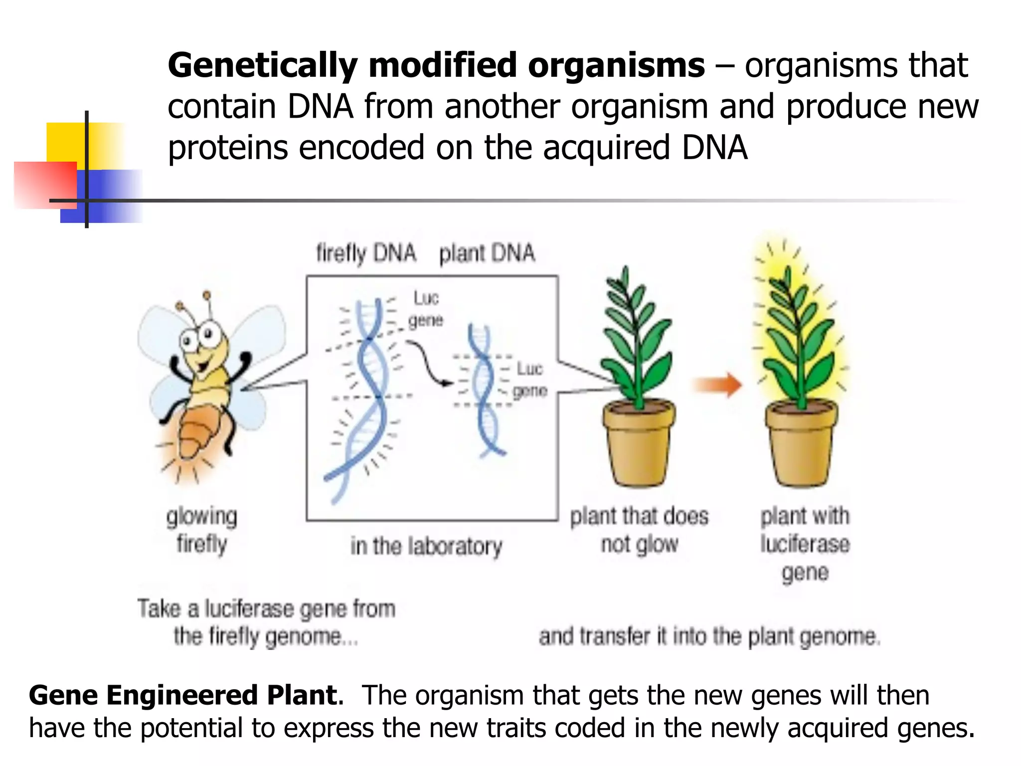Genetically modified organisms – organisms that
contain DNA from another organism and produce new
proteins encoded on the acquired DNA

Gene Engineered Plant. The organism that gets the new genes will then
have the potential to express the new traits coded in the newly acquired genes.

 