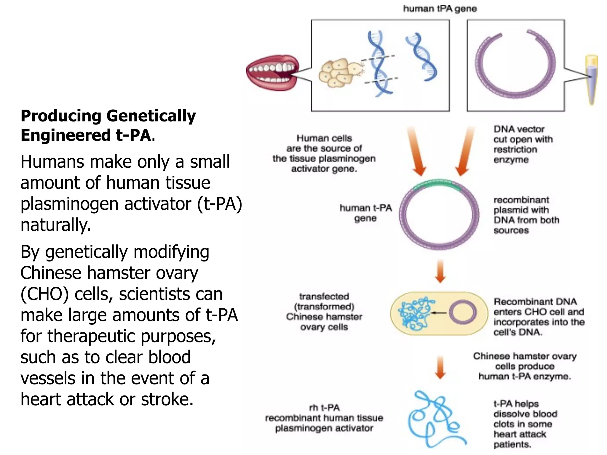 Producing Genetically
Engineered t-PA.

Humans make only a small
amount of human tissue
plasminogen activator (t-PA)
naturally.
By genetically modifying
Chinese hamster ovary
(CHO) cells, scientists can
make large amounts of t-PA
for therapeutic purposes,
such as to clear blood
vessels in the event of a
heart attack or stroke.

 