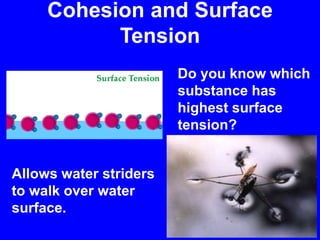 Cohesion and Surface TensionDo you know which substance has highest surface tension?Allows water striders to walk over water surface.