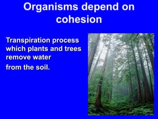 Organisms depend on cohesionTranspiration process which plants and trees remove waterfrom the soil.