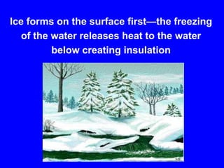 Ice forms on the surface first—the freezingof the water releases heat to the water below creating insulation