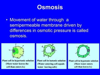 OsmosisMovement of water through  a semipermeable membrane driven by differences in osmotic pressure is called osmosis.