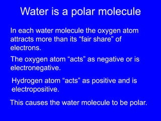 Water is a polar moleculeIn each water molecule the oxygen atom attracts more than its “fair share” of electrons.The oxygen atom “acts” as negative or is electronegative.Hydrogen atom “acts” as positive and is electropositive. This causes the water molecule to be polar.