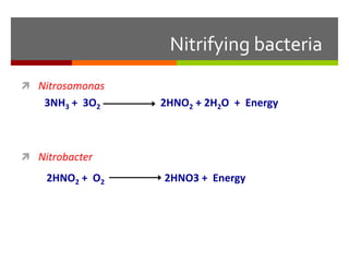 Nitrifying bacteria
 Nitrosomonas
 Nitrobacter
3NH3 + 3O2 2HNO2 + 2H2O + Energy
2HNO2 + O2 2HNO3 + Energy
 