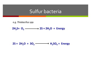 Sulfur bacteria
2H2S+ O2 2S + 2H2O + Energy
2S + 2H2O + 3O2 H2SO4 + Energy
e.g. Thiobacillus spp.
 