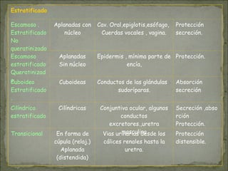 Estratificado
Escamoso .
Estratificado
No
queratinizado
.
Aplanadas con
núcleo
Cav. Oral,epiglotis,esófago,
Cuerdas vocales , vagina.
Protección
secreción.
Escamoso
estratificado
Queratinizad
o.
Aplanadas
Sin núcleo
Epidermis , mínima parte de
encía,
Protección.
Cuboideo
Estratificado
.
Cuboideas Conductos de las glándulas
sudoríparas.
Absorción
secreción
Cilíndrico
estratificado
Cilíndricas Conjuntiva ocular, algunos
conductos
excretores.,uretra
masculina
Secreción ,abso
rción
Protección.
Transicional En forma de
cúpula (relaj.)
Aplanada
(distendida)
Vias urinarias desde los
cálices renales hasta la
uretra.
Protección
distensible.
 