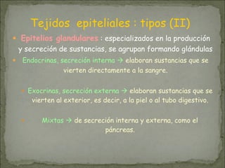 ● Epitelios glandulares : especializados en la producción
y secreción de sustancias, se agrupan formando glándulas
● Endocrinas, secreción interna ! elaboran sustancias que se
vierten directamente a la sangre.
● Exocrinas, secreción externa ! elaboran sustancias que se
vierten al exterior, es decir, a la piel o al tubo digestivo.
● Mixtas ! de secreción interna y externa, como el
páncreas.
Tejidos epiteliales : tipos (II)
 