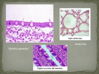 Epitelio glandular
endocrina
 