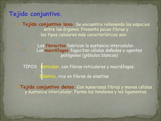 Tejido conjuntivo.
● Tejido conjuntivo laxo. Se encuentra rellenando los espacios
entre los órganos. Presenta pocas fibras y
los tipos celulares más característicos son:
● Los fibrocitos fabrican la sustancia intercelular.
● Los macrófagos fagocitan células dañadas y agentes
patógenos (glóbulos blancos)
TIPOS Reticular, con fibras reticulares y macrófagos.
Elástico, rico en fibras de elastina
● Tejido conjuntivo denso. Con numerosas fibras y menos células
y sustancia intercelular. Forma los tendones y los ligamentos.
 