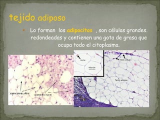 tejido adiposo
● Lo forman los adipocitos , son células grandes.
redondeadas y contienen una gota de grasa que
ocupa todo el citoplasma.
 