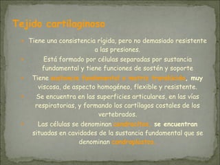 Tejido cartilaginoso 
● Tiene una consistencia rígida, pero no demasiado resistente
a las presiones.
● Está formado por células separadas por sustancia
fundamental y tiene funciones de sostén y soporte
● Tiene sustancia fundamental o matriz translúcida, muy
viscosa, de aspecto homogéneo, flexible y resistente.
● Se encuentra en las superficies articulares, en las vías
respiratorias, y formando los cartílagos costales de los
vertebrados.
● Las células se denominan condrocitos, se encuentran
situadas en cavidades de la sustancia fundamental que se
denominan condroplastos.
 