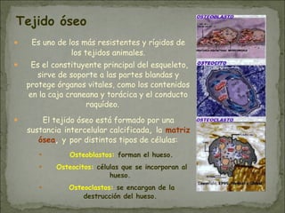 Tejido óseo
● Es uno de los más resistentes y rígidos de
los tejidos animales.
● Es el constituyente principal del esqueleto,
sirve de soporte a las partes blandas y
protege órganos vitales, como los contenidos
en la caja craneana y torácica y el conducto
raquídeo.
● El tejido óseo está formado por una
sustancia intercelular calcificada, la matriz
ósea, y por distintos tipos de células:
● Osteoblastos: forman el hueso.
● Osteocitos: células que se incorporan al
hueso.
● Osteoclastos: se encargan de la
destrucción del hueso.
 