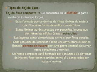 ● Tipos de tejido óseo:
Tejido óseo compacto ! Se encuentra en la diafisis o parte
media de los huesos largos.
● Está formado por conjuntos de finas láminas de matriz
calcificada en forma de anillos concéntricos.
● Estas láminas están surcadas por pequeñas lagunas que
contienen las células óseas u osteocitos .
● Las lagunas están comunicadas entre sí por finos canales.
● Cada conjunto de laminillas forma una estructura cilíndrica
llamada sistema de Havers por cuya parte central discurren
vasos sanguíneos y nervios.
● Un hueso compacto está formado por conjuntos de sistemas
de Havers fuertemente unidos entre sí y conectados por
vasos y nervios.
 